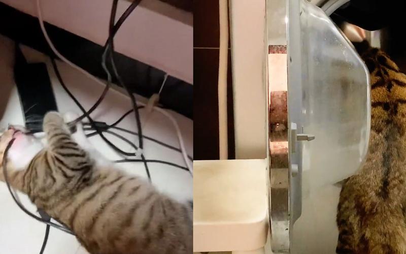 猫咪咬电线,猫咪咬电线怎么办,猫咪喜欢咬电线怎么办？