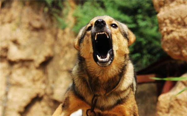 狗为什么嚎叫,狗为什么嚎叫像狼一样,公狗嚎叫的原因？