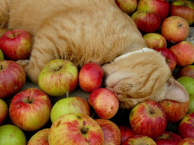 猫咪吃苹果,猫咪吃苹果好不好,猫咪能吃苹果吗？