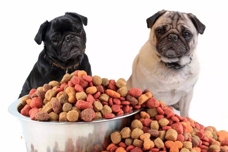 三个月小狗吃什么,三个月小狗吃什么食物,3个月的狗狗每顿应该吃多少粮？
