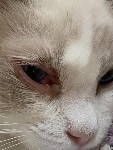 猫咪眼睛流血,猫咪眼睛流血水是什么原因,猫眼睛有血，该怎么办？