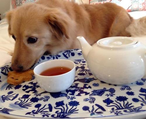 狗狗一般吃什么,狗狗一般吃什么食物,狗狗，可以，吃，茶叶吗？