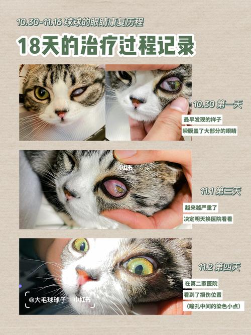 猫咪角膜溃疡,猫咪角膜溃疡用什么药,流浪小猫眼睛流脓还能救吗？