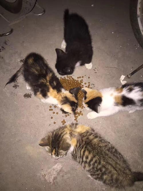 流浪猫吃什么猫粮,流浪猫吃什么猫粮经济实惠,为什么流浪猫吃猫粮喜欢剩几颗？