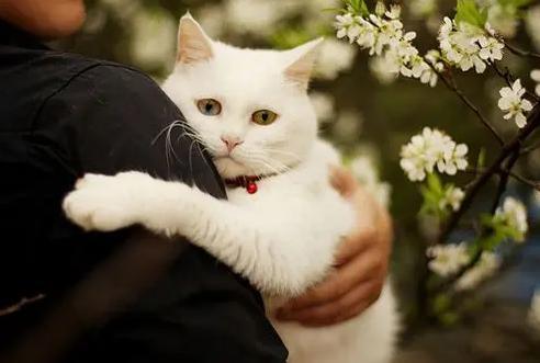 猫咪不给抱,猫咪不给抱是什么原因,为什么猫咪喜欢扑过来抱腿但不让抱？