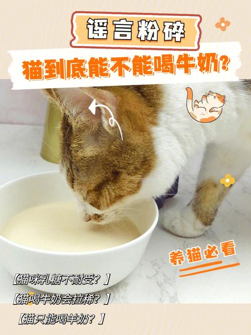 猫咪能喝奶吗,猫咪能喝奶吗答案,猫可以喝牛奶吗？