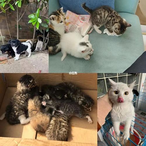 重庆领养猫咪,重庆领养猫咪宠物平台,重庆哪里可以免费领养流浪狗来养？