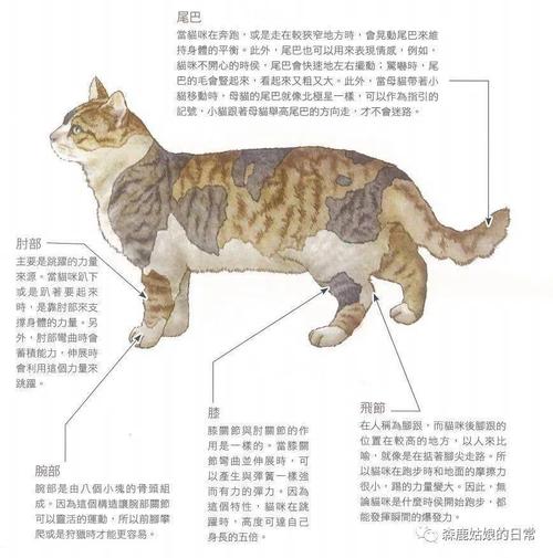 猫是什么结构,猫是什么结构的字体,猫是什么型结构的动物？
