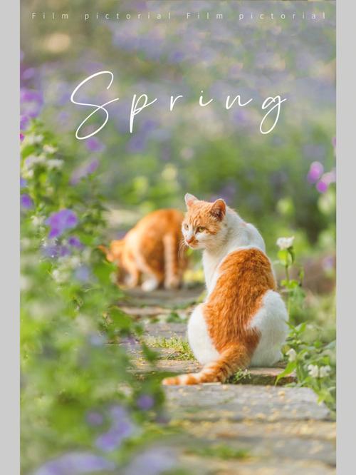 猫咪的春天,猫咪的春天免费阅读,猫猫一个春天发几次春？
