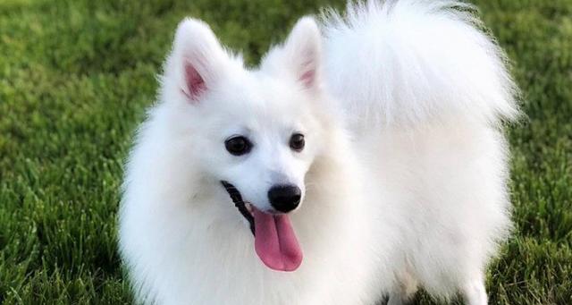 白色的狗叫什么名字,白色的狗叫什么名字好听,白色的宠物狗起什么名字好呢？