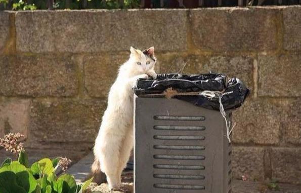 猫咪翻垃圾桶,猫咪翻垃圾桶怎么纠正,物业如何不动声色清除野猫？
