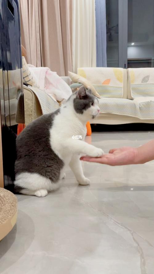 训练猫咪握手,训练猫咪握手需要多久,如何教两个月的小猫握手和坐下？