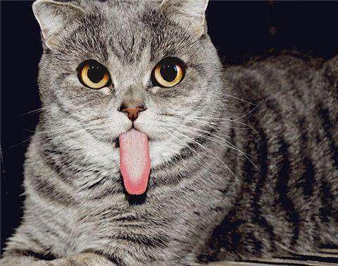 猫咪咬舌头,猫咪咬舌头怎么回事,猫猫咬舌头是什么原因？