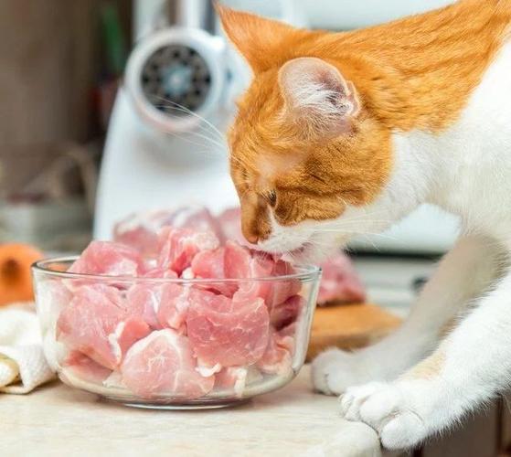 猫咪吃猪肉吗,猫咪吃猪肉吗??,猫咪能吃猪肉的哪个部位？