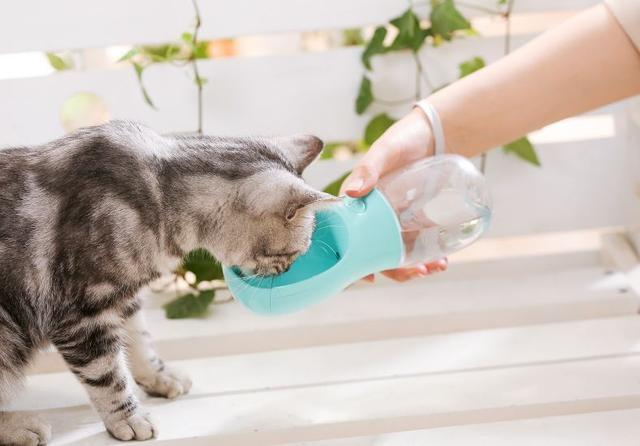 猫咪饮水量,猫咪饮水量一天多少正常,猫能一次喝100ml水吗？
