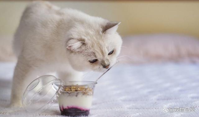 猫咪能喝酸奶吗,猫咪能喝酸奶吗猫可以吃人类的酸奶吗,猫咪能喝酸奶吗？