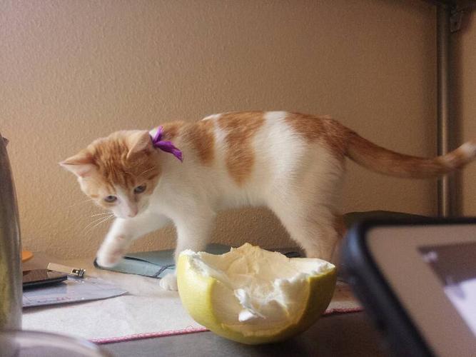 猫最讨厌什么,猫最讨厌什么味道一闻就跑开,猫为什么怕柚子皮？