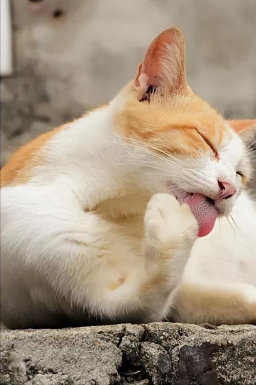 猫为什么会舔毛,猫为什么会舔毛的时候咬自己,猫为什么舔毛？