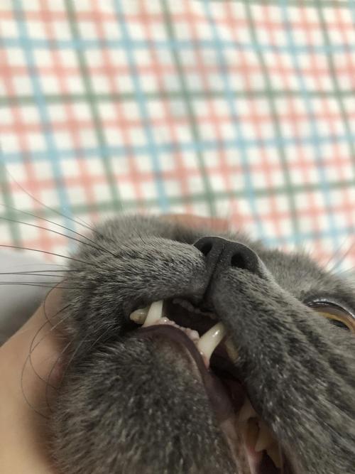 猫咪牙断了,猫咪牙断了一半怎么办,蓝猫的牙齿为什么断了？