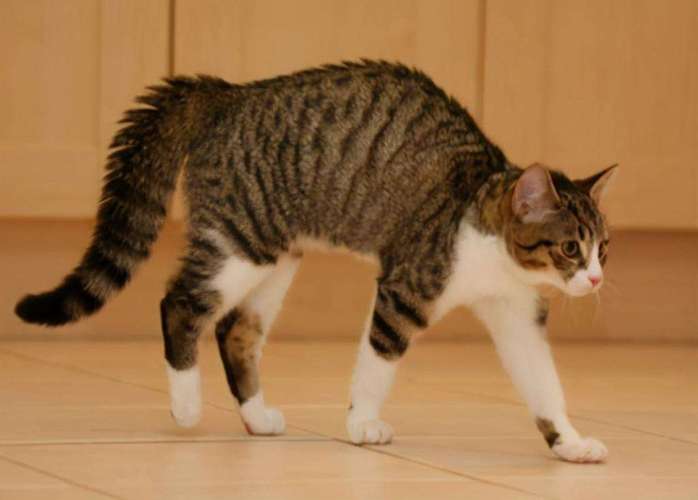 猫为什么弓背,猫为什么弓背跳着走,小猫弓背是什么意思？