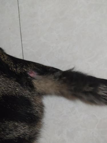 猫咪尾巴骨折,猫咪尾巴骨折会自愈吗,猫猫尾巴断了一截有什么影响？
