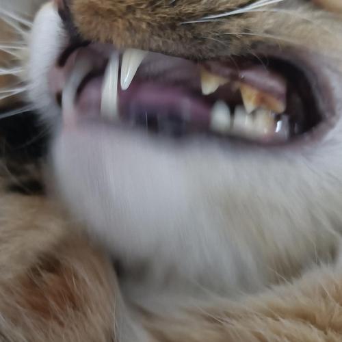 猫咪牙齿黄,猫咪牙齿黄怎么清洁,加菲猫的牙齿是怎样的？