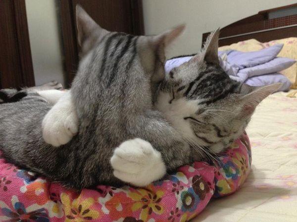 猫咪求抱抱,猫咪求抱抱的表现,为什么一上厕所猫就跑过来要抱抱？
