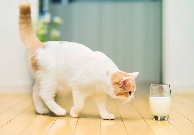 猫咪可以吃酸奶,猫咪可以吃酸奶不,小猫能喝酸奶吗？
