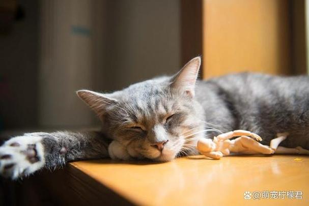 猫咪睡觉时间,猫咪睡觉时间是多久,六个月猫咪每天睡多久？