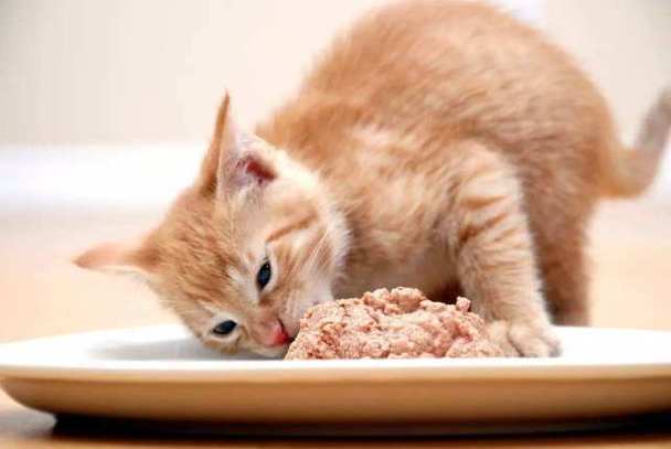 猫咪不好好吃饭,猫咪不好好吃饭是怎么回事,猫咪突然不吃东西了怎么回事？