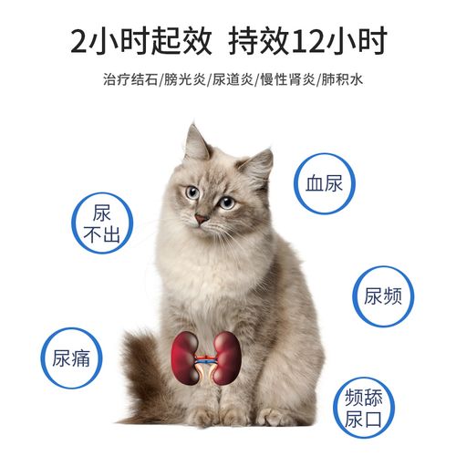 猫咪尿道感染,猫咪尿道感染吃什么消炎药,猫咪患上尿路感染会有什么表现？