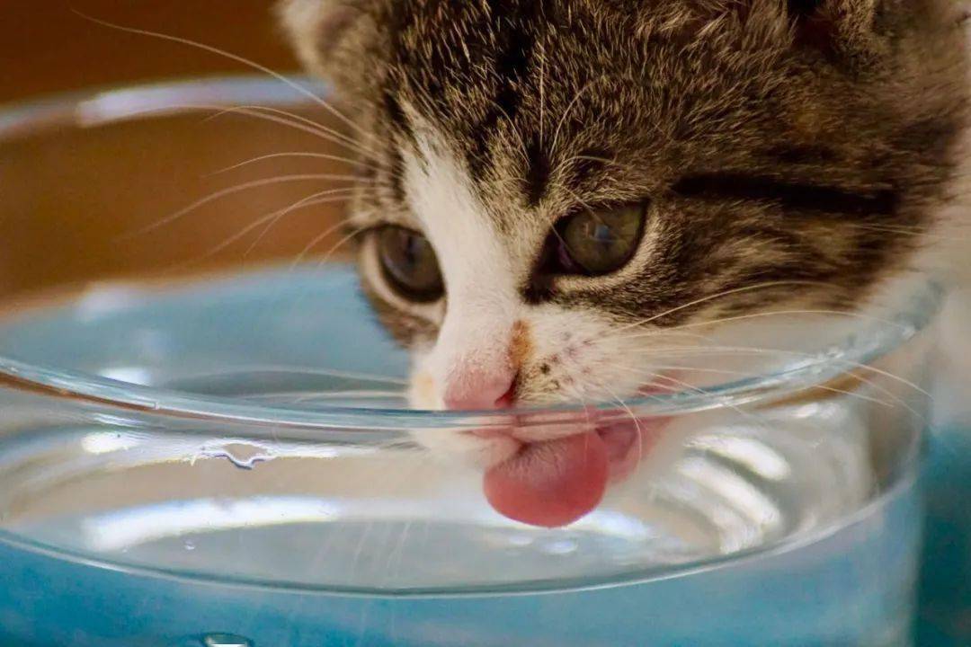 猫咪频繁喝水,猫咪频繁喝水是怎么回事,猫咪一直在喝水怎么回事？