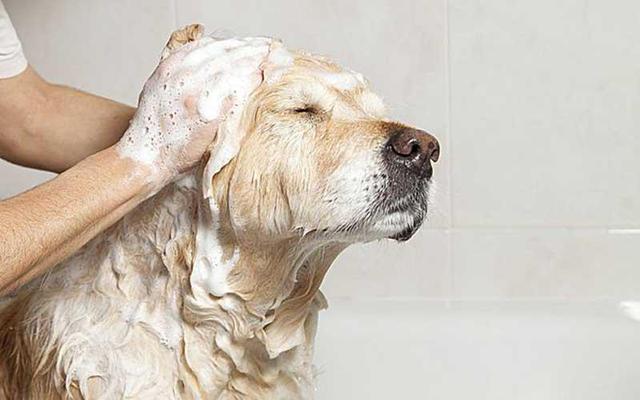 给狗狗洗澡用什么,给狗狗洗澡用什么洗比较好,狗洗澡能用洗洁精吗？