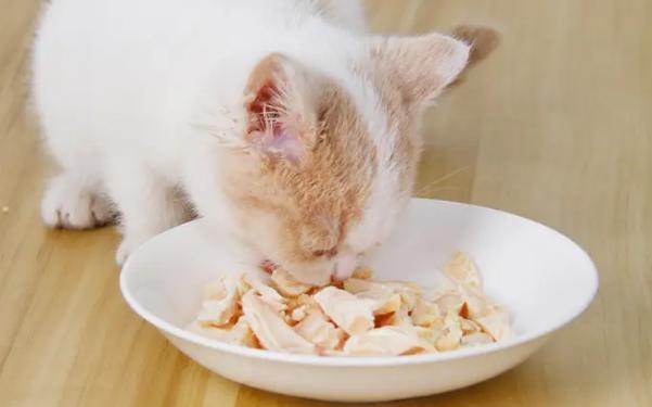 猫咪不吃鸡胸肉,猫咪不吃鸡胸肉的原因,为什么猫不吃肉？