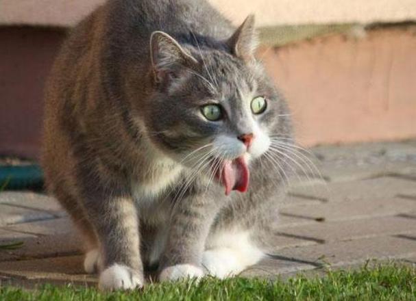 猫咪肚子咕咕叫,猫咪肚子咕咕叫是怎么回事,猫咪肚子一直在响是什么意思？
