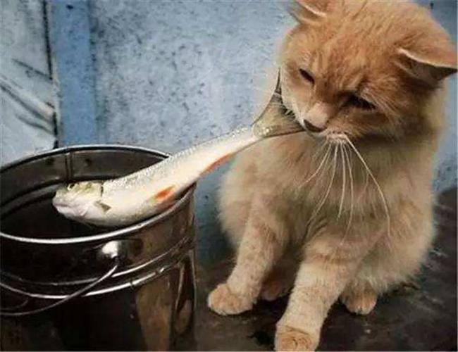 小猫适合吃什么,小猫适合吃什么鱼,刚买的小猫喂什么食物？
