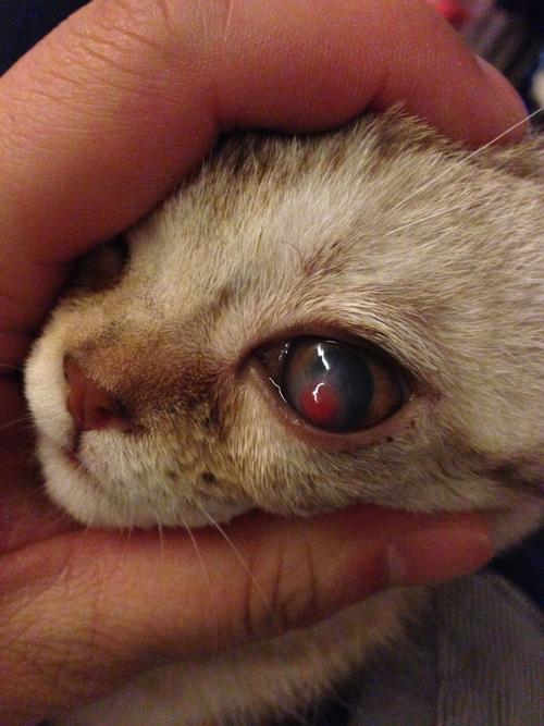 猫咪肉芽肿,猫咪肉芽肿怎么治疗,我们家猫咪一个瞳孔大一个瞳孔小是怎么回事？