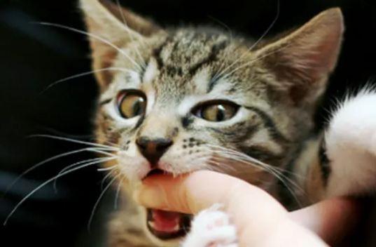 猫咪喜欢咬手,猫咪喜欢咬手怎么纠正,猫猫喜欢咬我的手是怎么回事？