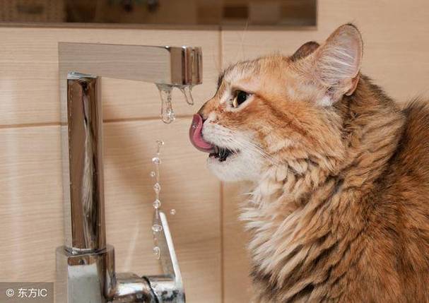 猫咪不吃饭只喝水,猫咪不吃饭只喝水是什么原因,为什么小猫到新家只喝水不吃饭？