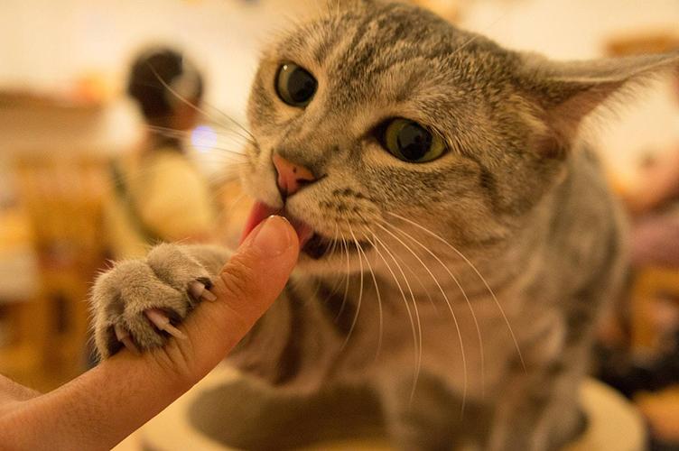 猫咪喜欢舔主人,猫咪喜欢舔主人脸是为什么,猫咪舔人是表示什么？