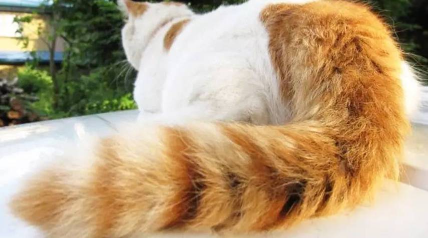 猫咪尾巴弯曲,猫咪尾巴弯曲是什么意思,猫尾巴一节是弯的什么意思？