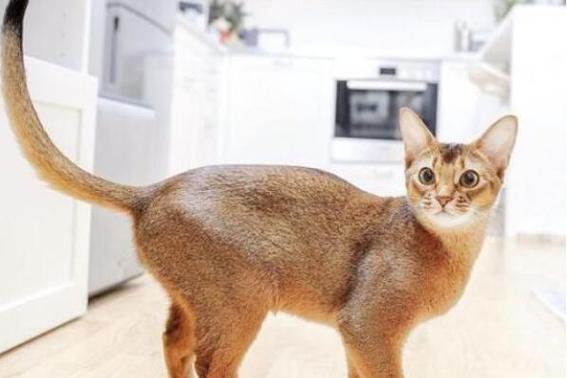 猫咪尾巴短,猫咪尾巴短的原因,为什么有的猫尾巴又短又粗？