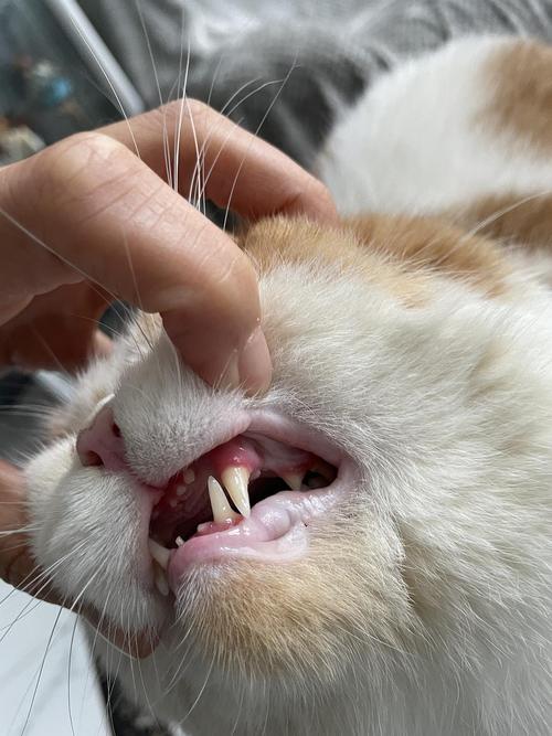 猫咪牙龈红,猫咪牙龈红肿怎么办,小猫牙龈正常颜色？