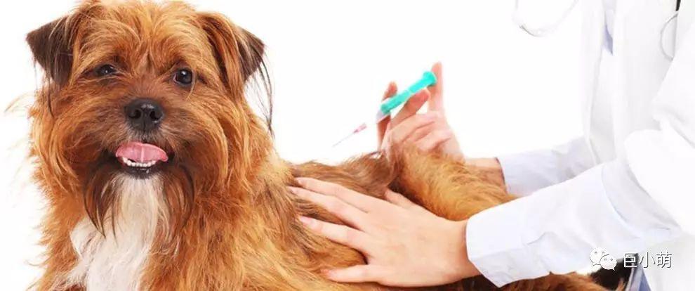 狗狗疫苗什么时候打,狗狗打疫苗打哪个部位,狗狗什么时候打预防针是最合适的?几个月的时候？