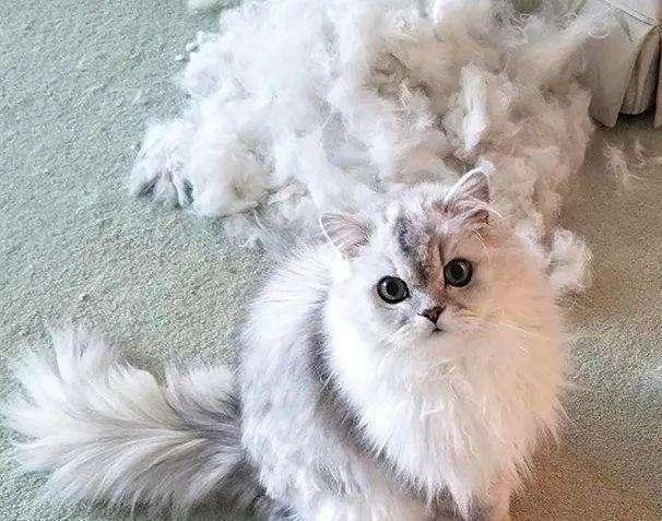 猫掉毛是什么原因,小奶猫掉毛是什么原因,小猫为什么会掉毛？