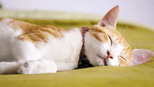 猫什么时候睡觉,猫什么时候睡觉,睡几个小时,猫咪早上大概几点叫起床？