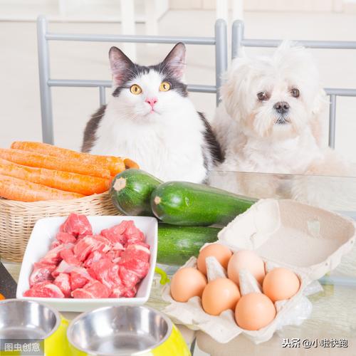 猫不可以吃什么,猫不可以吃什么食物,国家是否,规定餐饮业,不能养猫和狗？