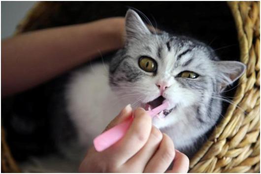 猫咪磨牙期,猫咪磨牙期是什么时候,猫有磨牙期提前吗？
