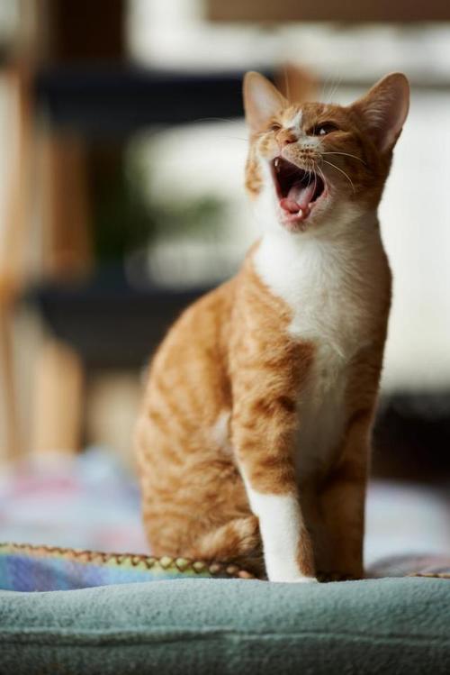猫咪有呼噜声,猫咪有呼噜声是怎么回事,猫发出呼呼呼的声音？