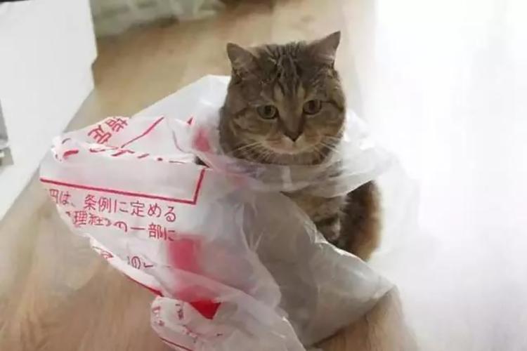 猫咪吃塑料袋,猫咪吃塑料袋是怎么回事需要补充什么营养,猫吃塑料袋能消化吗？